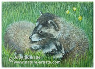 Miniature Oil Painting of baby raccoons by Judy Schrader