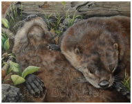 Wildlife Art, Painting of American River Otters by Judy Schrader