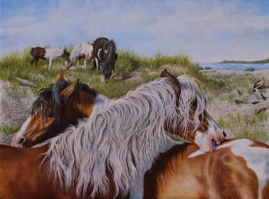 Original Oil Painting of a wild Stallion Pony of Chincoteague, Riptide by Judy Schrader