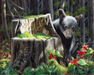 Wildlife Painting of a black bear cub by Judy Schader