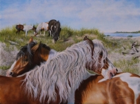  Original Oil Painting of the wild ponies of Chincoteague, horse paintings, pony paintings by Judy Schrader