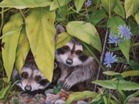 Nature Art, painting of two raccoons by Judy Schrader
