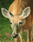 Wildlife Art, painting of a little whitetail doe by Judy Schrader