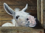  Original Oil Painting of a little donkey, horse paintings by Judy Schrader