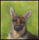 Original Miniature Painting of a German Shepherd Pup by Judy Schrader