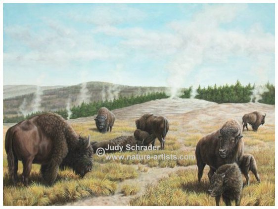Original Oil Painting of Buffalo at Yellowstone by Judy Schrader