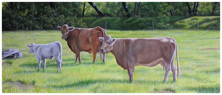 Original Oil Painting of Charolais by Judy Schrader