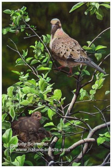 Original Oil Painting of a Mourning Dove family by Judy Schrader