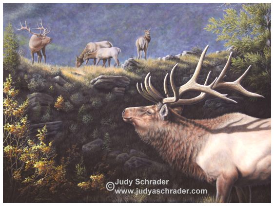 Original Oil Painting of an Elk in Gunnison by Judy Schrader