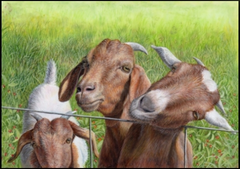 Original Miniature Oil Paintng on Ivorine of Goats by Judy Schrader