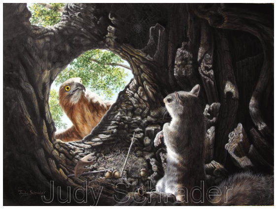 Original Painting of a red-tailed hawk and squirrel by Judy Schrader