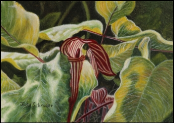 Original Miniature Painting of a Jack in the Pulpit by Judy Schrader