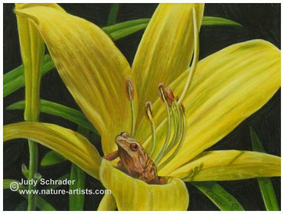 Original Drawing of a frog on a lemon lily by Judy Schrader