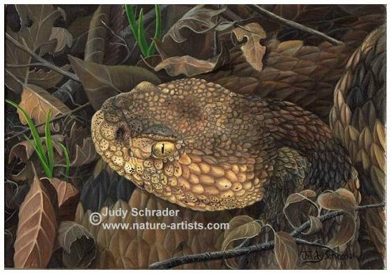 Original Oil painting of a timber rattle snake by Judy Schrader